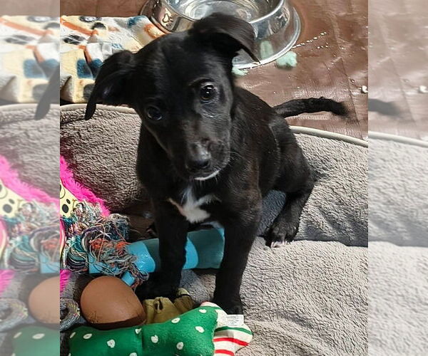 Medium Photo #2 Border Collie-Unknown Mix Puppy For Sale in Aurora, IN, USA