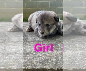 Labradoodle-Siberian Husky Mix Puppy for sale in HULL, GA, USA