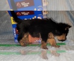 Small Photo #319 Yorkshire Terrier Puppy For Sale in AKRON, OH, USA