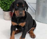 Small Photo #61 Doberman Pinscher Puppy For Sale in GOSHEN, IN, USA