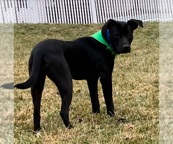Medium Photo #2 Labrador Retriever-Unknown Mix Puppy For Sale in Walnutport, PA, USA