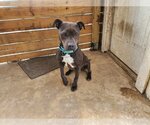 Small #2 American Pit Bull Terrier Mix