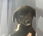 Puppy 6 Golden Retriever