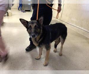 German Shepherd Dog Dogs for adoption in Riverside, CA, USA