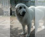 Small Photo #1 Great Pyrenees Puppy For Sale in Austin, TX, USA