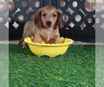 Small #2 Dachshund