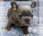 Puppy Bubbles French Bulldog