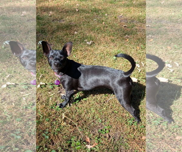 Medium Photo #11 Chiweenie Puppy For Sale in St. Louis Park, MN, USA