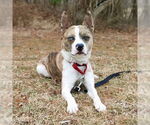Small #18 Catahoula Leopard Dog Mix