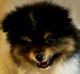 Small Photo #2 Pomeranian Puppy For Sale in EKALAKA, MT, USA