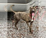 Small #6 Labrador Retriever-Treeing Walker Coonhound Mix