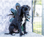 Small Photo #30 Great Dane Puppy For Sale in WAKARUSA, IN, USA
