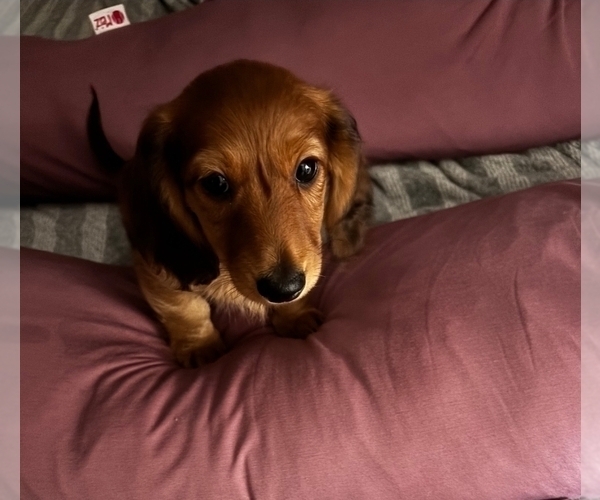 Medium Photo #2 Dachshund Puppy For Sale in TOMS RIVER, NJ, USA