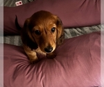 Small Photo #2 Dachshund Puppy For Sale in TOMS RIVER, NJ, USA