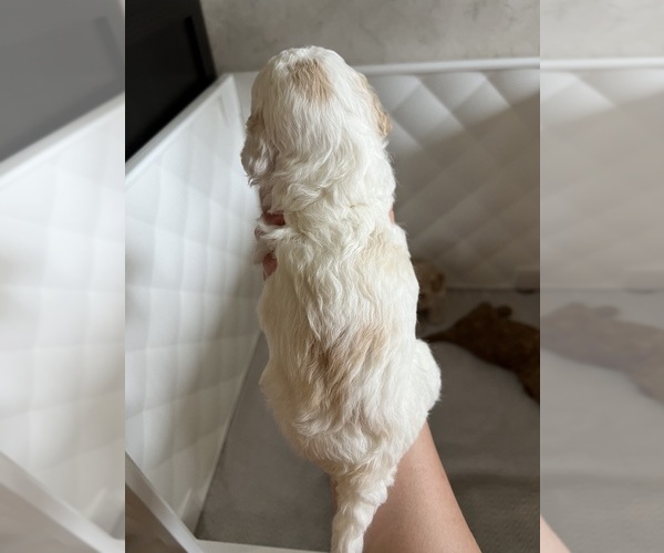 Medium Photo #9 Poodle (Toy) Puppy For Sale in MOUNT SOLON, VA, USA