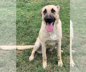 German Shepherd Dog Dogs for adoption in Riverside, CA, USA