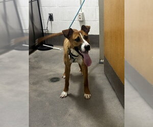 Pointer-Unknown Mix Dogs for adoption in Forestville, MD, USA