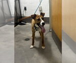 Small Pointer Mix