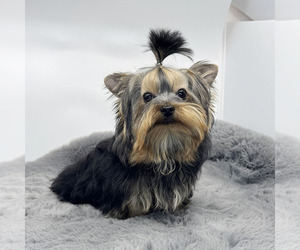 Yorkshire Terrier Puppy for sale in LOS ANGELES, CA, USA