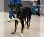Small Photo #9 Australian Shepherd-Unknown Mix Puppy For Sale in Washington, DC, USA