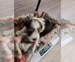 Puppy Yellow Boy Schnauzer (Miniature)