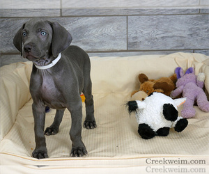 Weimaraner Puppy for Sale in OGDEN, Utah USA