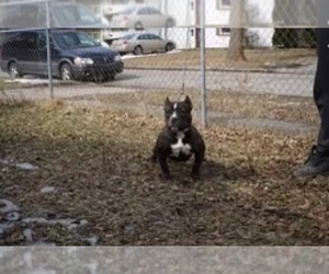 American Bully Puppy for sale in SAGINAW, MI, USA