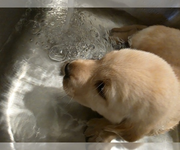 Medium Photo #7 Labrador Retriever Puppy For Sale in TAMPA, FL, USA