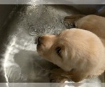 Small #6 Labrador Retriever