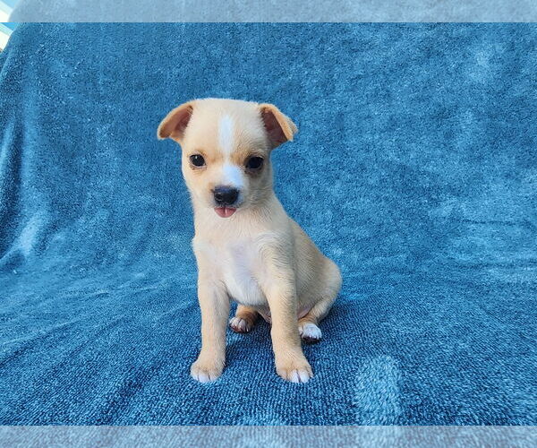 Medium Photo #7 Chihuahua-Unknown Mix Puppy For Sale in San Francisco, CA, USA