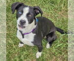 Small #3 Border Collie Mix