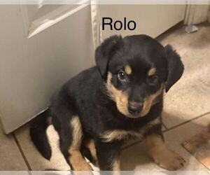 Doxie-Pin Dogs for adoption in Amarillo, TX, USA