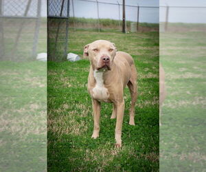 Mutt Dogs for adoption in Abbeville, LA, USA