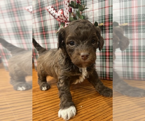 Medium Photo #2 Whoodle (Miniature) Puppy For Sale in DOSS, MO, USA