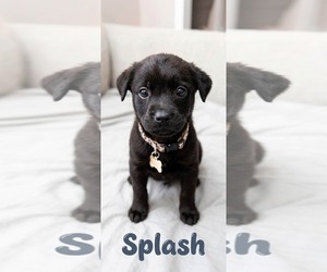 American Staffordshire Terrier-Unknown Mix Dogs for adoption in Holly Springs, NC, USA