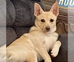 Chiranian Dogs for adoption in Spring Lake, NC, USA