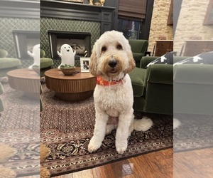 Father of the Goldendoodle puppies born on 09/05/2025