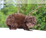 Small #10 ShihPoo