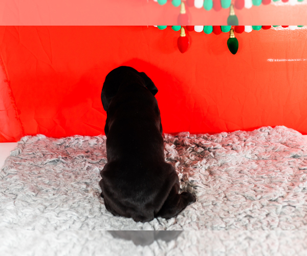 Medium Photo #9 Cane Corso Puppy For Sale in BOURBON, IN, USA