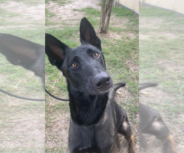 Medium Photo #1 Mutt Puppy For Sale in Imlay City, MI, USA