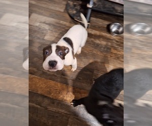 Boxer-Chinese Shar-Pei Mix Puppy for sale in BLOSSVALE, NY, USA