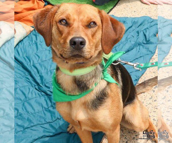 Medium Photo #6 Retriever -Unknown Mix Puppy For Sale in Washington, DC, USA