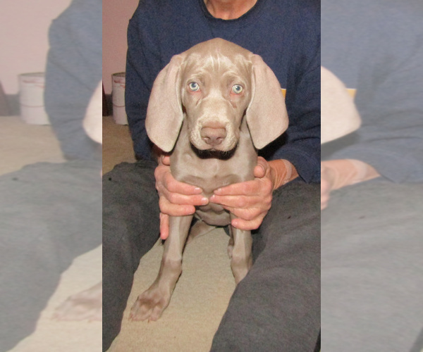 Medium Photo #4 Weimaraner Puppy For Sale in LAS ANIMAS, CO, USA