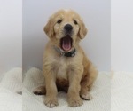 Small Photo #2 Goldendoodle Puppy For Sale in ROYSE CITY, TX, USA