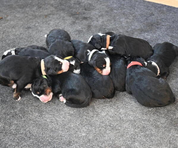 Medium Photo #1 Bernedoodle Puppy For Sale in ELMWOOD, IL, USA