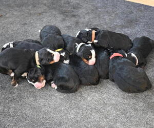 Bernedoodle Litter for sale in ELMWOOD, IL, USA