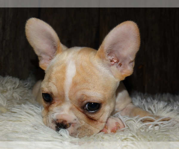 Medium Photo #14 French Bulldog Puppy For Sale in VERONA, MO, USA