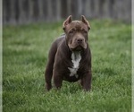 Small Photo #1 American Bully Puppy For Sale in BOLIVAR, MO, USA