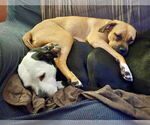 Small #7 Boxer Mix