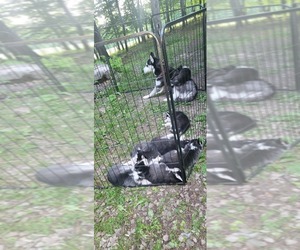 Siberian Husky Puppy for sale in LIGONIER, PA, USA